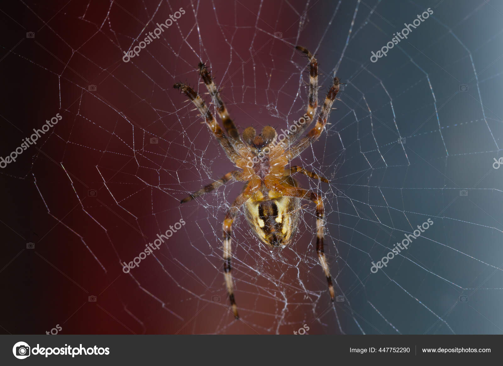 蜘蛛的下部蜘蛛是橙色有黑色条纹他有八只脚他的四周是一张他赖以站岗的网 图库照片 C Zebra2