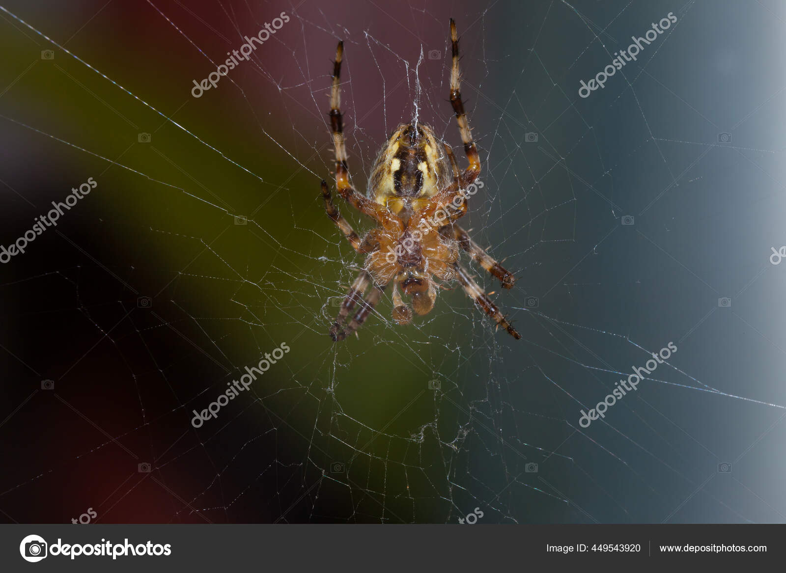 蜘蛛的下部蜘蛛是橙色有黑色条纹他有八只脚他的四周是一张他赖以站岗的网 图库照片 C Zebra2