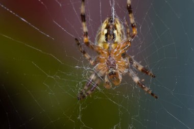 Örümceğin alt kısmı. Örümcek, siyah çizgili turuncu-sarıdır. Sekiz bacağı var. Yanında da bir ağ vardır, onu sarar..