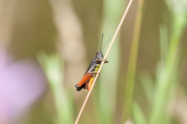 Yaygın alan çekirgesi (korthippus brunneus) bitkinin gövdesini tutar. Genç çekirge doğal ortamında.