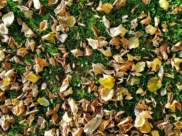 Hojas Amarillentas Secas Hierba Verde Marcan Comienzo Del Otoño — Foto de Stock