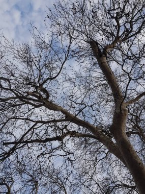 Söğüt ağacının dipten görünüşü. Yapraksız. Ağaçlardan yapraklar düştüğünde sonbahar çekimi