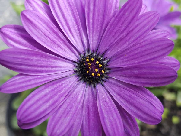 清澈的紫色骨膜花的特写 春花花卉背景 — 图库照片