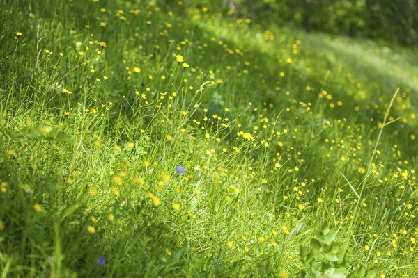 野花和野生天然草本植物在绿色的草地上 Meadow Bloom 图库图片