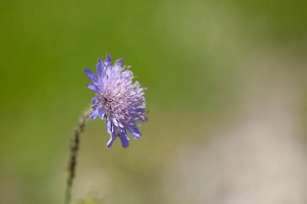 Κοντινό Μωβ Μπλε Λουλούδι Άγριας Ζωής Knautia Arvensis — Φωτογραφία Αρχείου