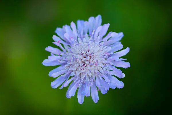 靠近紫色 蓝色的野生动植物花朵克瑙西亚节肢动物 — 图库照片
