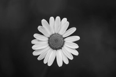 Black and white, Close up, top view of wildlife flower daisy, Bellis perennis