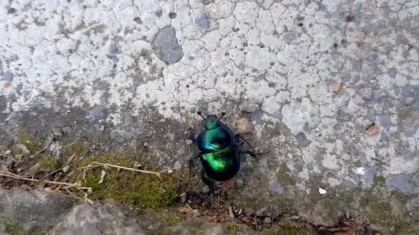 Escarabajo Rosado Verde Cetonia Aurata Saliendo Del Marco Vista Superior — Vídeos de Stock