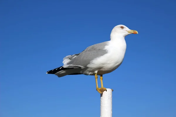 Gaivota única com asas dobradas e bico fechado contra o céu azul — Fotografia de Stock