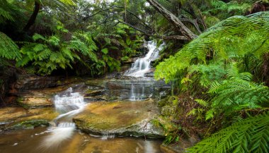 Mavi dağlarda leura cascades.