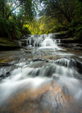 Mavi dağlarda leura cascades.