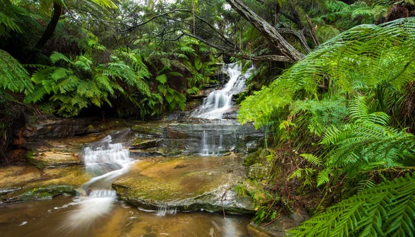 Leura-Kaskaden in blauen Bergen. — Stockfoto