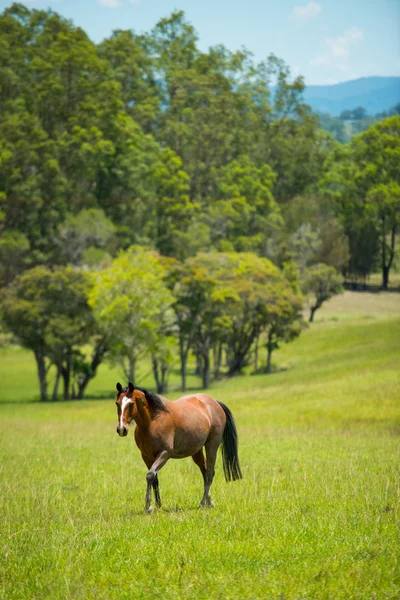 Koně v coutryside zemědělské — Stock fotografie
