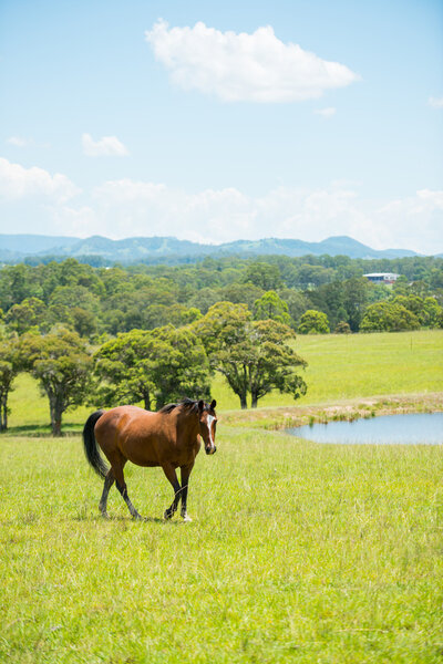 Horse in farm coutryside 