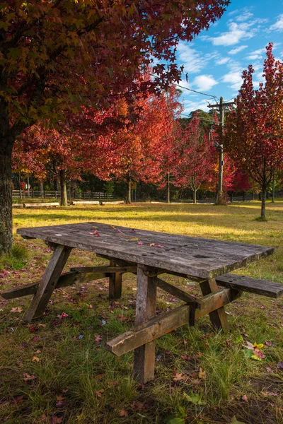 Podzim v Mt.Wilson Nsw — Stock fotografie