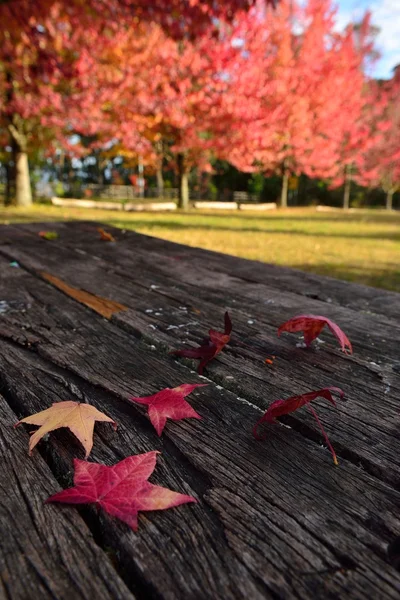 Podzim v Mt.Wilson Nsw — Stock fotografie