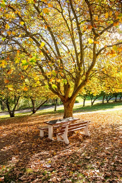 Bancos con mesa en el parque —  Fotos de Stock