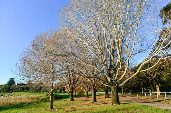 Красивый парк в Сиднее . — стоковое фото