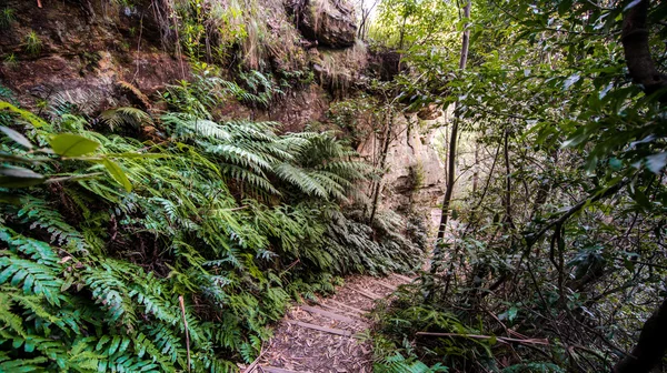 Nature in Blue mountains national park. — Stock Photo, Image