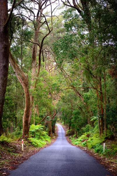 Άδειο δρόμο μέσα από το καταπράσινο δάσος — Φωτογραφία Αρχείου