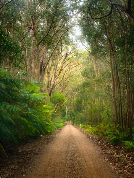 Пустая дорога через зеленый лес — стоковое фото