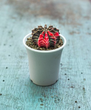 Jimnastik salonu kaktüsü veya renkli spor salonu kaktüsü.