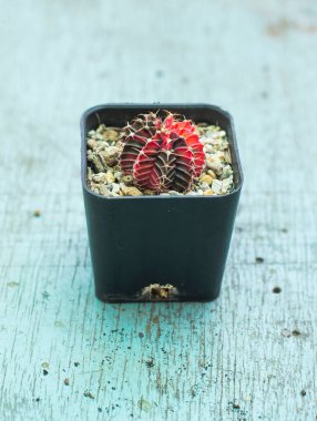 Jimnastik salonu kaktüsü veya renkli spor salonu kaktüsü.