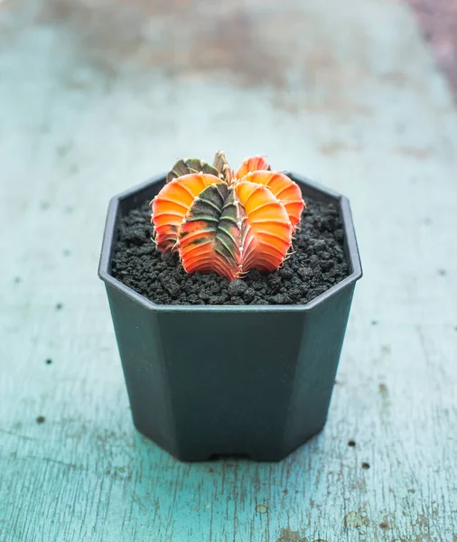 Gymnocalycium Cactus Colorful Gymno Cacti — Stock Photo, Image