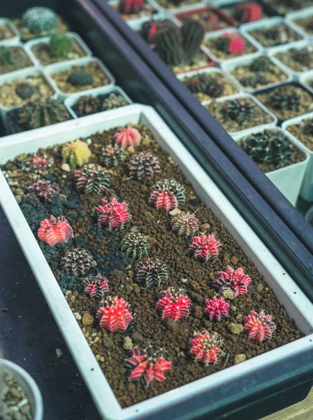 Gymnocalycium Kaktus Eller Färgglada Gym Ingen Kaktusar — Stockfoto
