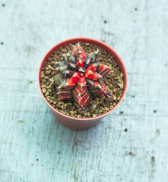 Cactus Ginnastica Cactus Ginnastica Colorati — Foto Stock