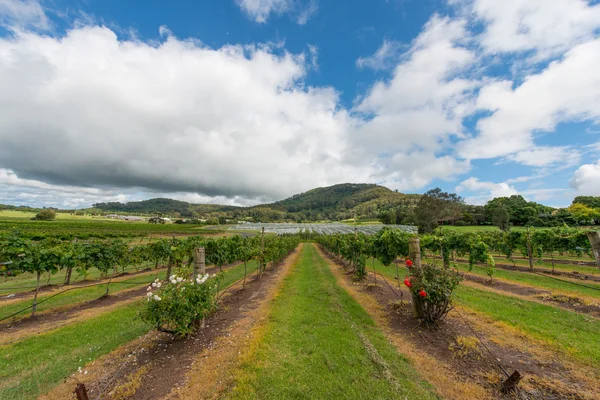 Vinmarker i Australien - Stock-foto