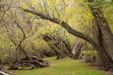 Yeni Zelanda'da ormandaki ağaçlar ile manzara