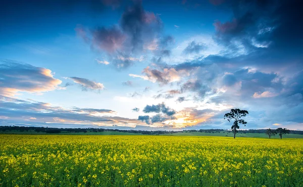 Gele canola veld — Stockfoto