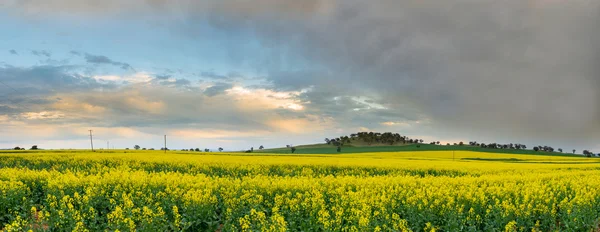 Gele canola veld — Stockfoto