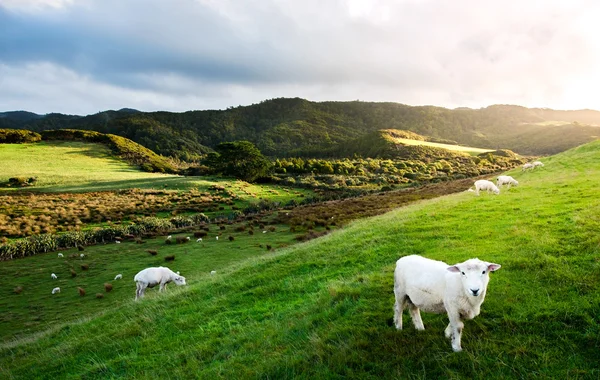 Ovejas en Nueva Zelanda — Foto de Stock