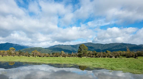 Paisaje de Isla Sur — Foto de Stock