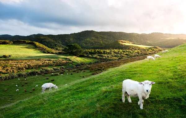 Yeni Zelanda koyun Stok Fotoğraf