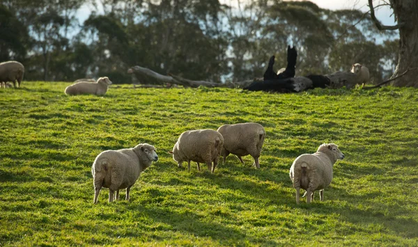 Ovejas en Oberon, Australia —  Fotos de Stock