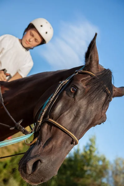 Como Montar um Cavalo Como Montar um Cavalo — Fotografia de Stock