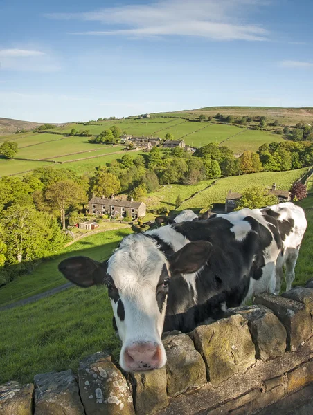 Bezerro frísio em um campo com vista para um Yorkshire Valley Imagem De Stock