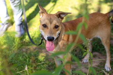 Kızıl saçlı, yumuşak saçlı köpek güneşli bir yaz gününde parkta yürüyor.