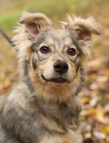 Perro Esponjoso Gris Beige Paseo Por Parque Día Otoño — Foto de Stock