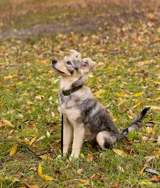 Perro Esponjoso Gris Beige Paseo Por Parque Día Otoño — Foto de Stock