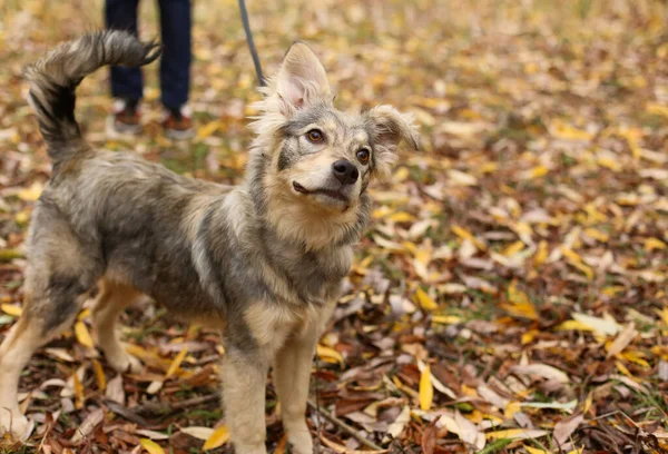 Perro Esponjoso Gris Beige Paseo Por Parque Día Otoño — Foto de Stock