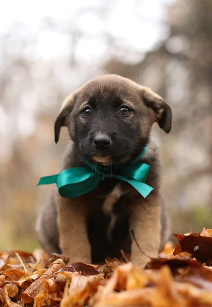 Cachorro Con Lazo Verde Follaje Otoño Hermoso Día Otoño —  Fotos de Stock