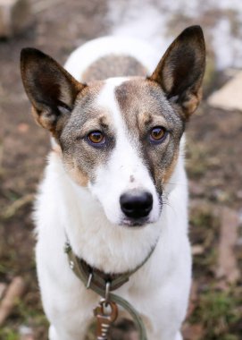 Sokaktaki kahverengi beyaz bir köpeğin portresi.