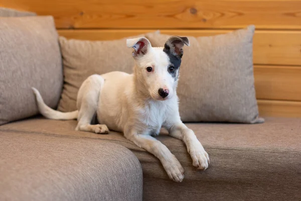 Perro Blanco Con Una Oreja Negra Yace Casa Sofá — Foto de Stock