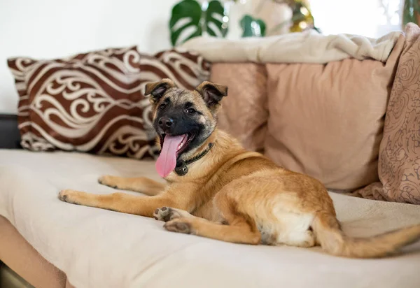 Perro Pelirrojo Pelo Liso Yace Casa Sofá Beige — Foto de Stock