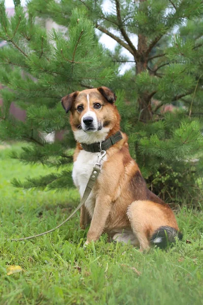 Lindo Hermoso Perro Mullido Rojo Blanco Naturaleza Parque Día Verano — Foto de Stock