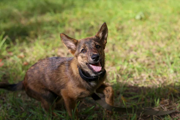 Lindo Cachorro Alegre Pelo Liso Marrón Juguetón Con Grandes Orejas —  Fotos de Stock